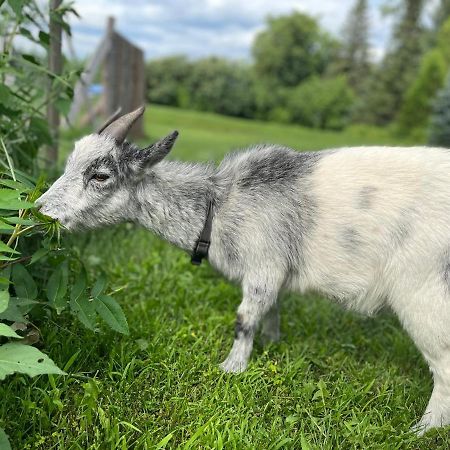 Gite - La Ruee Vers L'Orge Trois-Rivières Exterior foto