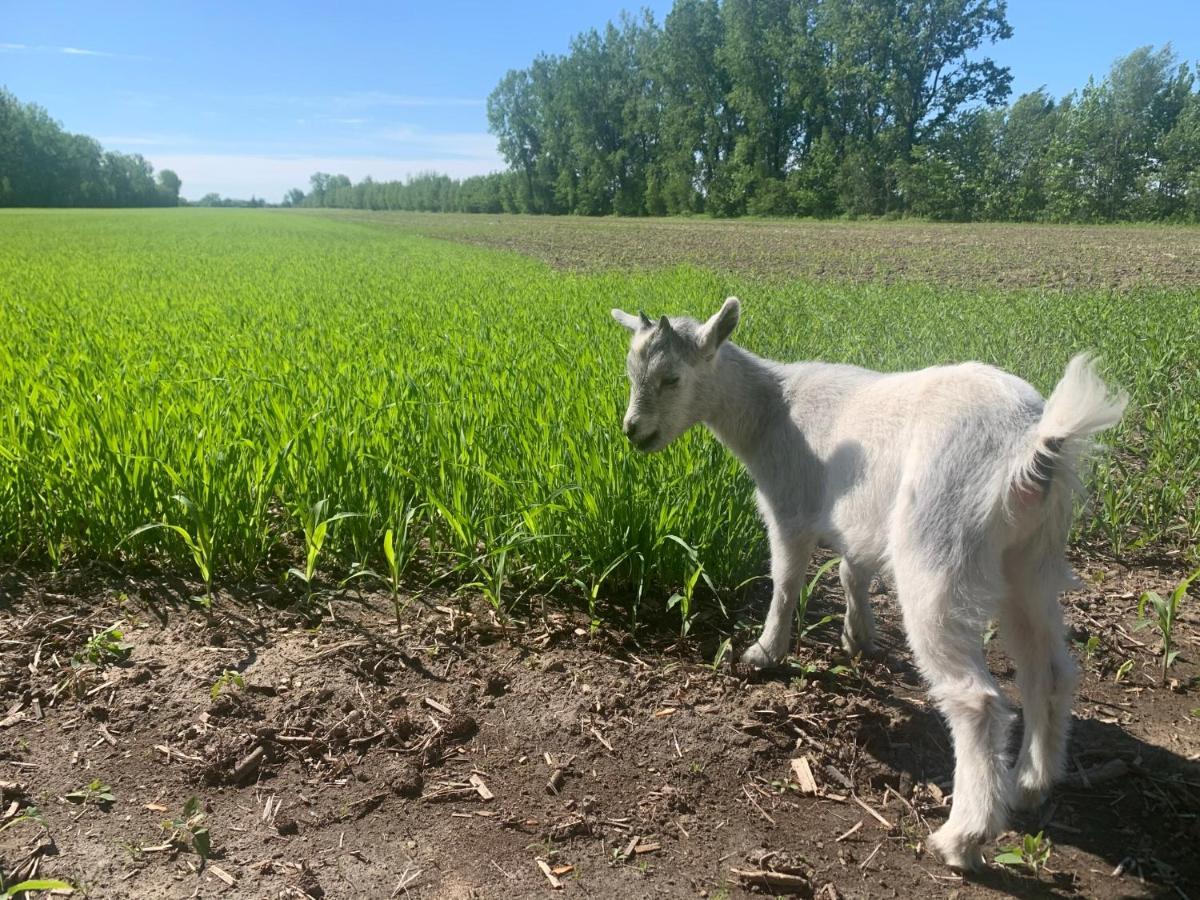 Gite - La Ruee Vers L'Orge Trois-Rivières Exterior foto