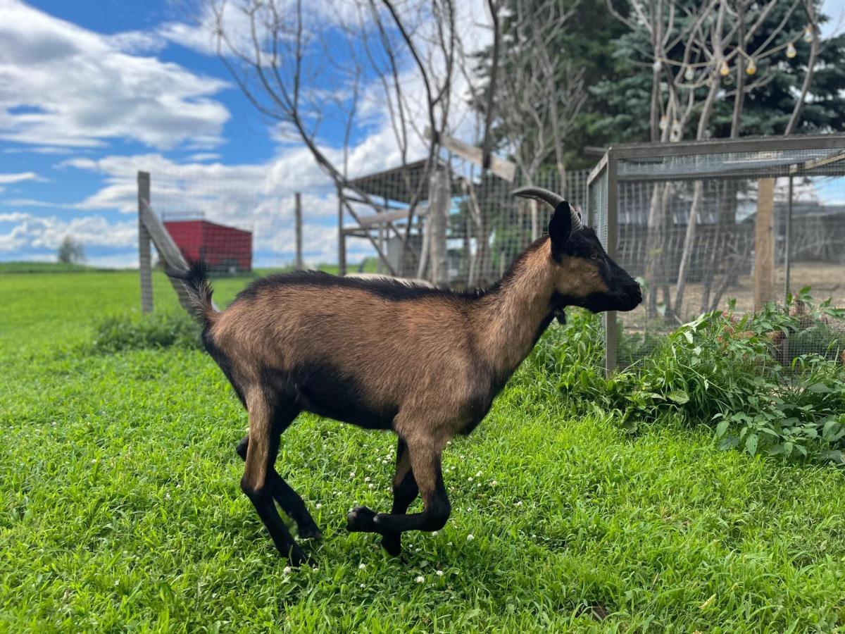Gite - La Ruee Vers L'Orge Trois-Rivières Exterior foto