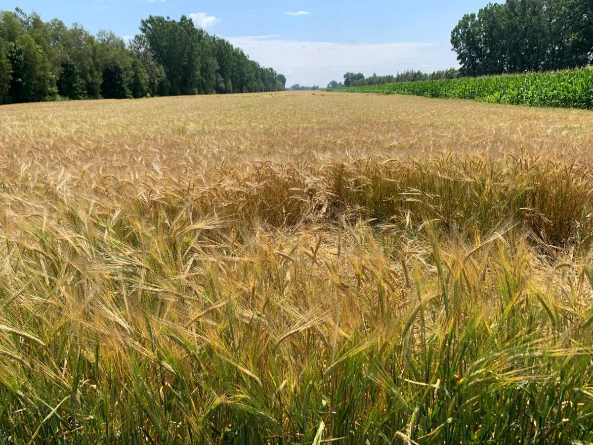 Gite - La Ruee Vers L'Orge Trois-Rivières Exterior foto